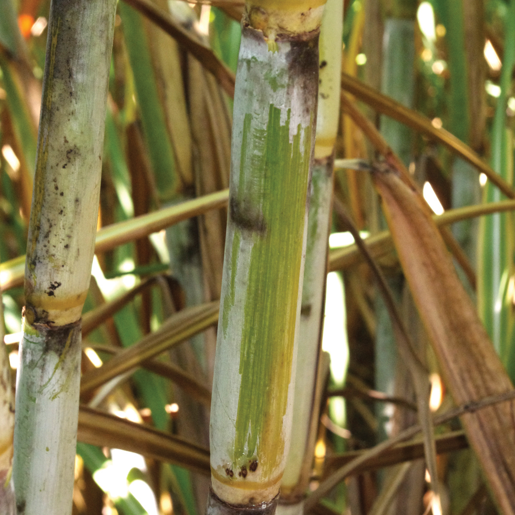 Stalk Color under the wax layer – green with slight bronzing on the older exposed stalk.